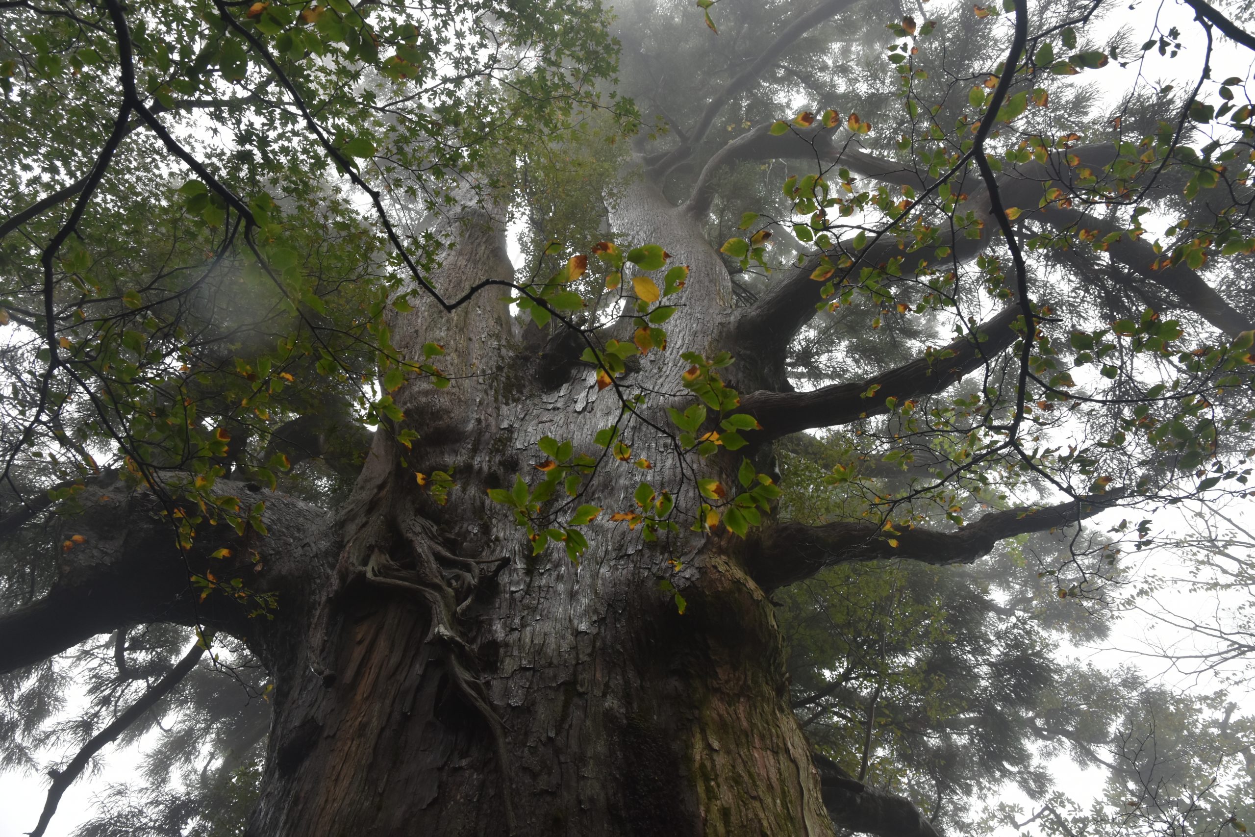 The giant cedars